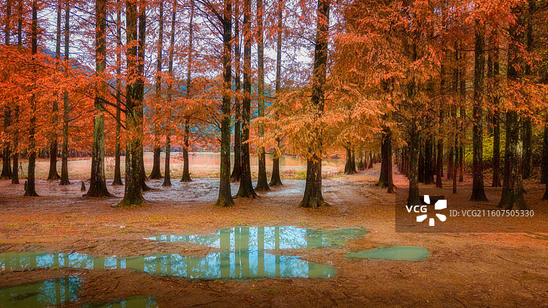 大巴山龙池湖大秋色图片素材