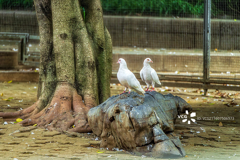 柳州动物园里的白鸽特写镜头图片素材