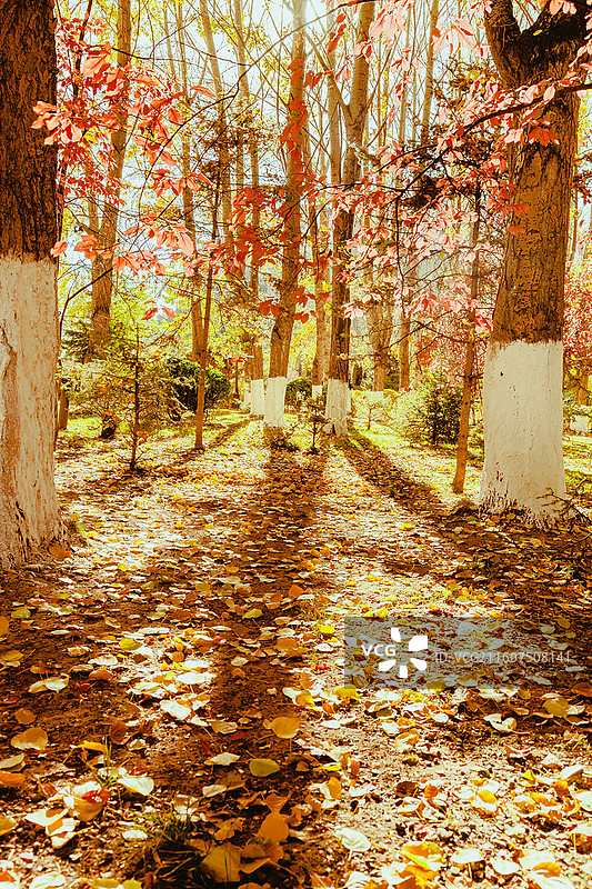 拉萨秋天风景图片素材
