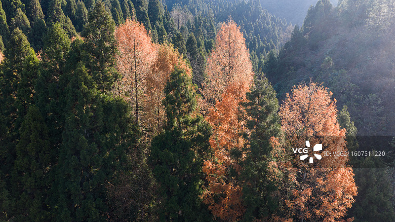 湖北恩施（咸丰）坪坝营国家森林公园初冬风光图片素材