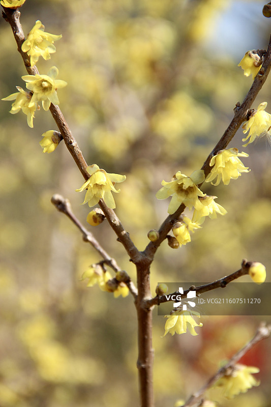 上海真如公园黄色腊梅花特写图片素材