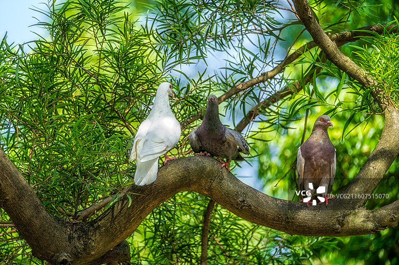 柳州动物园里的白鸽特写镜头图片素材