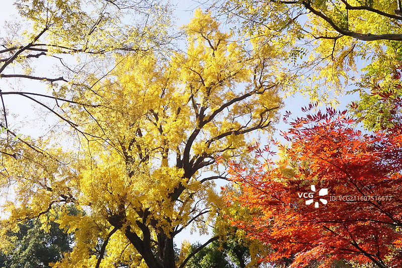 苏州的秋-留园图片素材