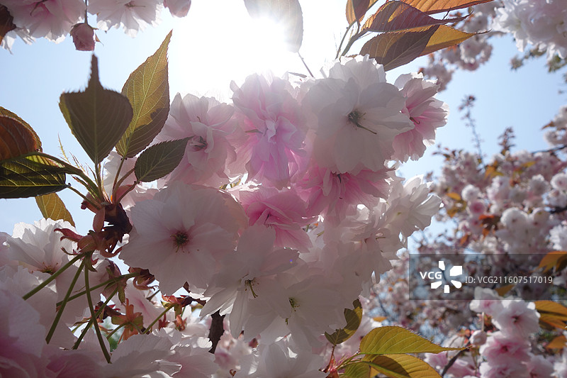 陕西省西安市青龙寺赏樱赏花：云峰阁普贤象樱花图片素材
