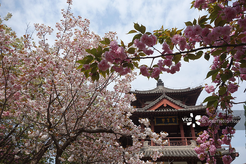 陕西省西安市青龙寺赏樱赏花：云峰阁关山樱花图片素材