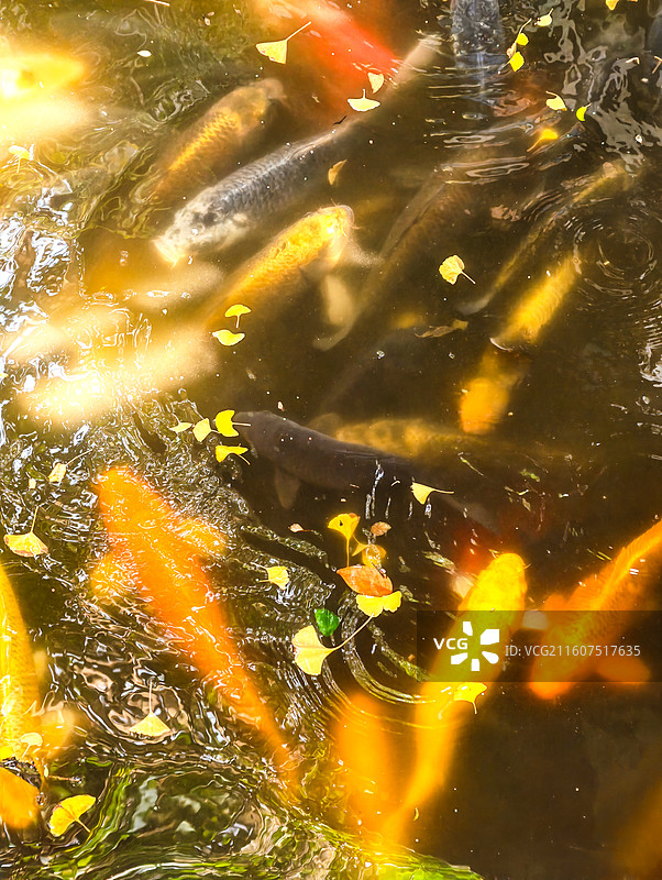 郑州城市公园秋景风光图片素材