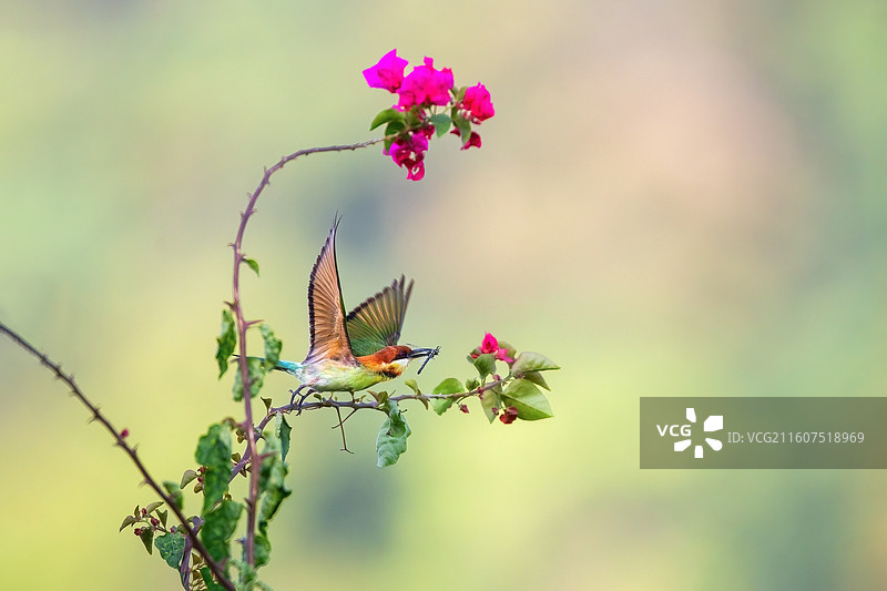 栗头蜂虎图片素材