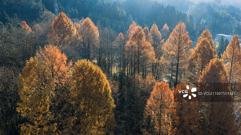 湖北恩施（咸丰）坪坝营国家森林公园初冬风光图片素材