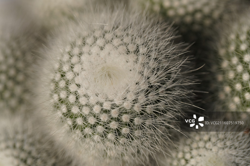 金晃丸仙人掌锦绣玉属图片素材