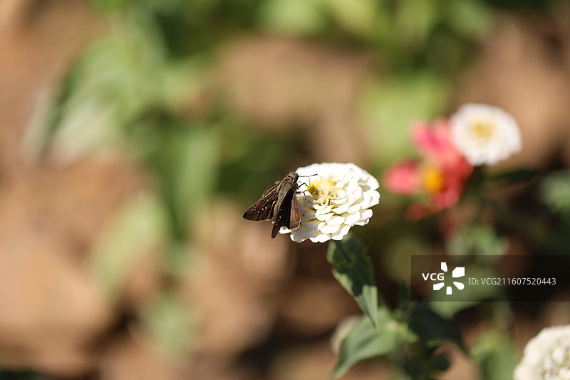 各色鲜花图片素材