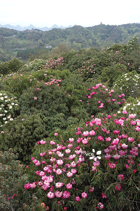 贵州省毕节市百里杜鹃花海：普底景区数花峰黄家坝图片素材