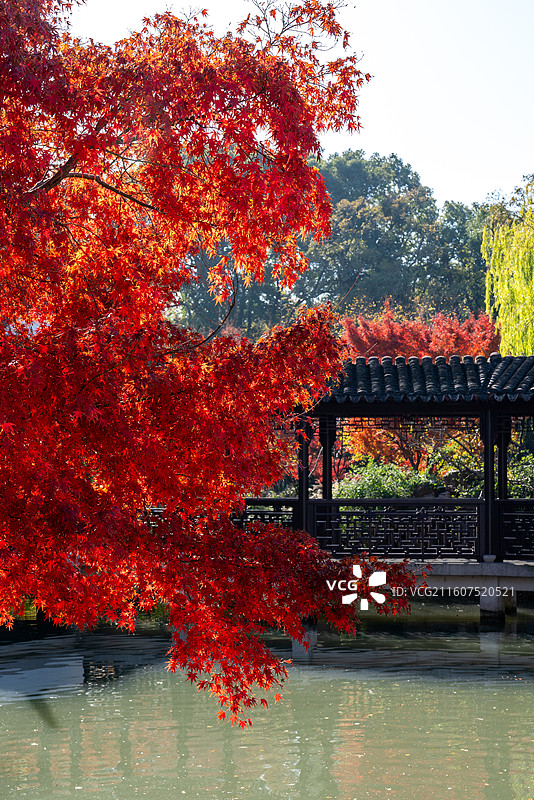 虎丘红枫图片素材
