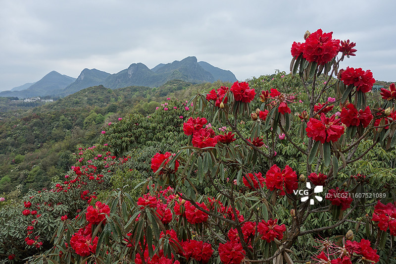 贵州省毕节市百里杜鹃花海：普底景区五彩亭花海图片素材