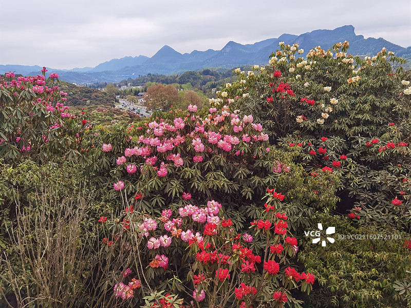 贵州省毕节市百里杜鹃花海：普底景区锦秀坪锦绣坪图片素材