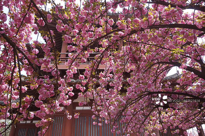 陕西省西安市青龙寺赏樱赏花：云峰阁关山樱花图片素材