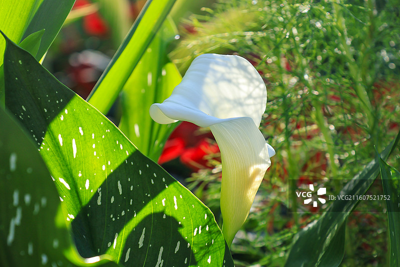 马蹄莲特写图片素材