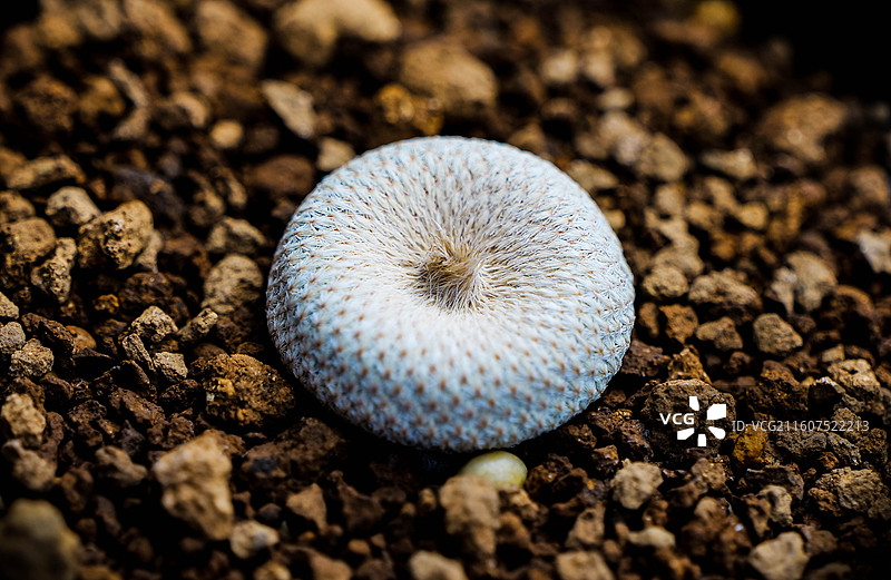 鱼鳞仙人球生石花太阳月世界特写图片素材