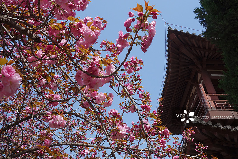 陕西省西安市青龙寺赏樱赏花：云峰阁关山樱花图片素材