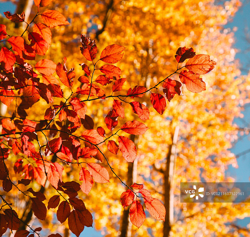 拉萨秋天风景图片素材