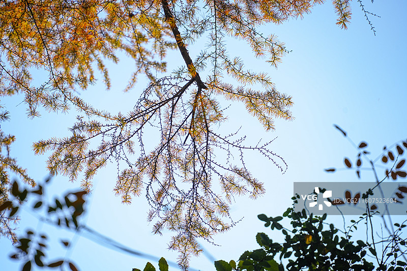 秋日金叶缀蓝天图片素材