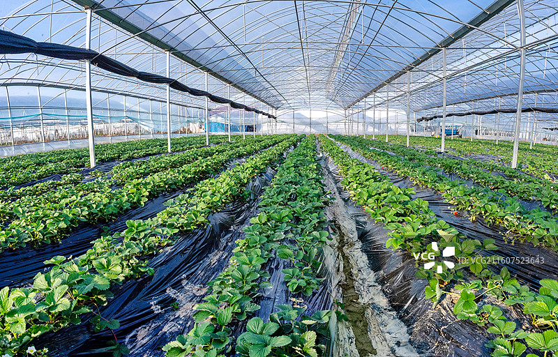 江西抚州金溪县大棚草莓幼苗，果蔬，蔬果，水果，果苗，特色农业。图片素材