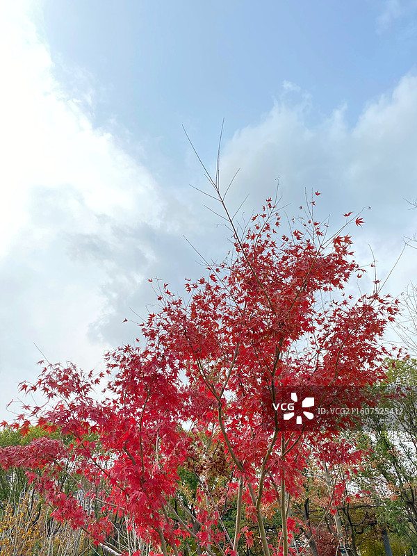 枫叶正红图片素材