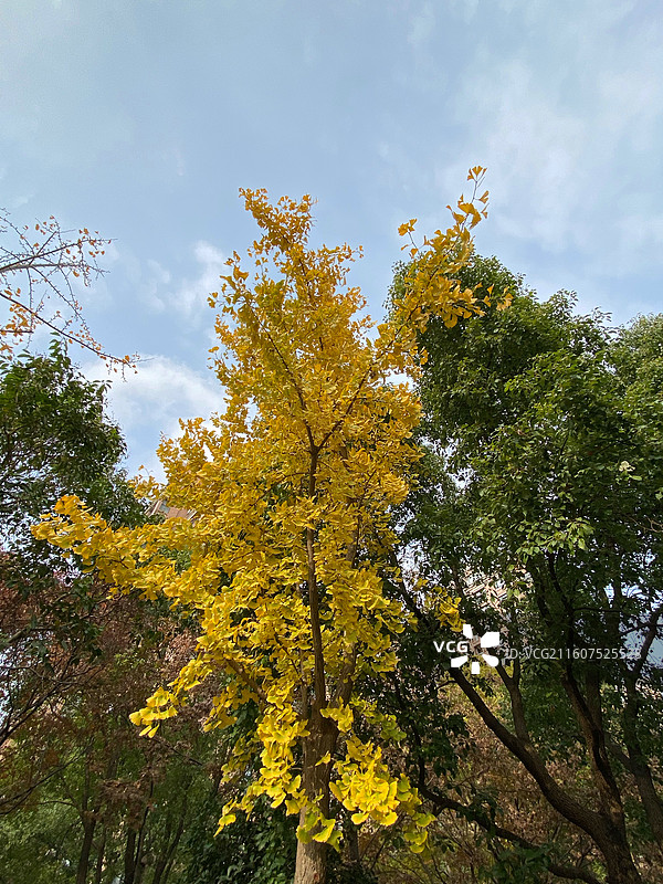 金黄色银杏树图片素材