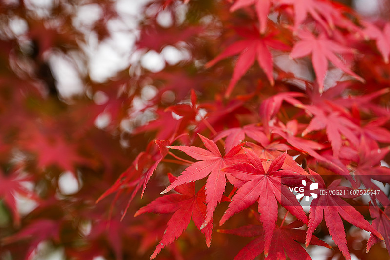 秋天红枫特写图片素材