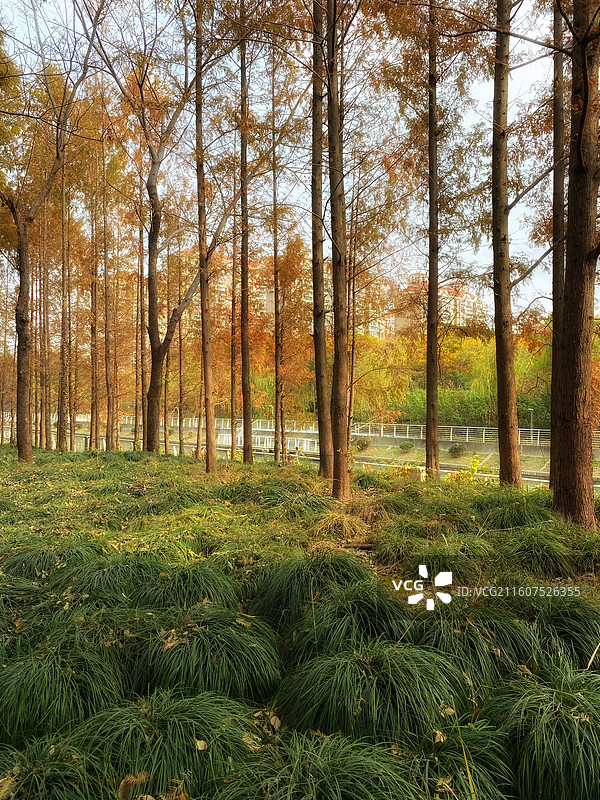 上海健步道深秋景色图片素材