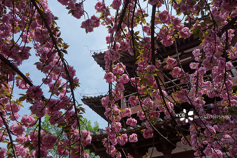 陕西省西安市青龙寺赏樱赏花：云峰阁关山樱花图片素材