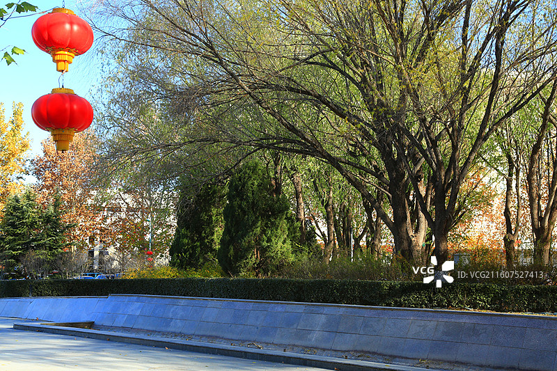 园林梧桐挂福灯，丁达尔光贯碧空 翠柏苍松凝黛色，疏枝落叶送寒风 鹊鸣霞蔚天光晓，车涌人喧气脉通图片素材