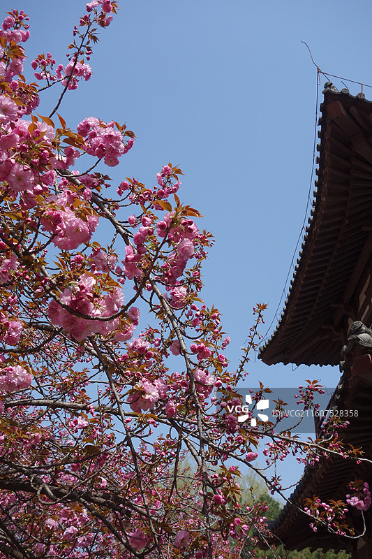 陕西省西安市青龙寺赏樱赏花：云峰阁关山樱花图片素材