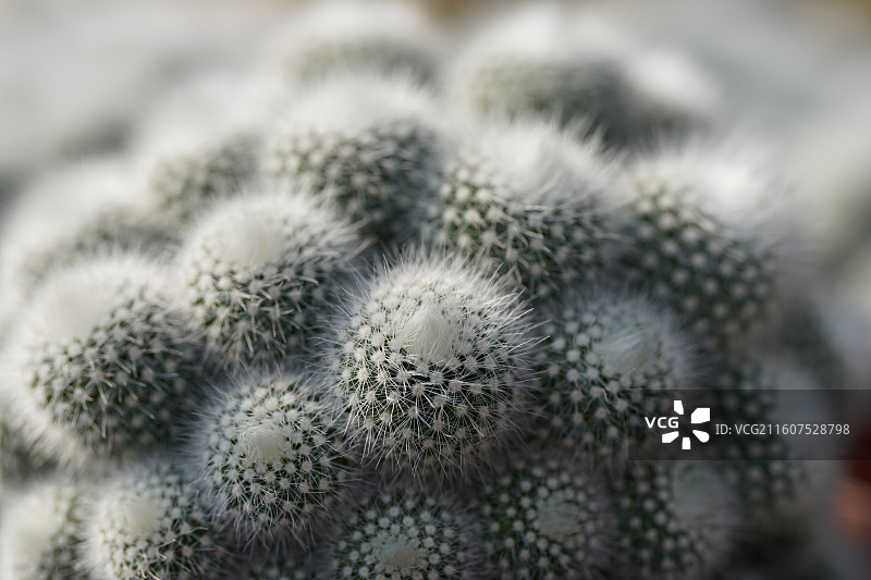 金晃丸仙人掌锦绣玉属图片素材