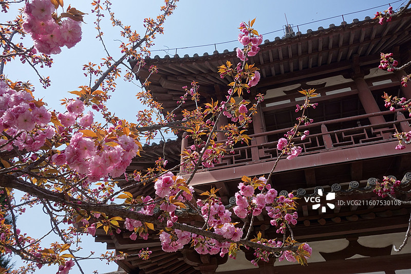 陕西省西安市青龙寺赏樱赏花：云峰阁关山樱花图片素材