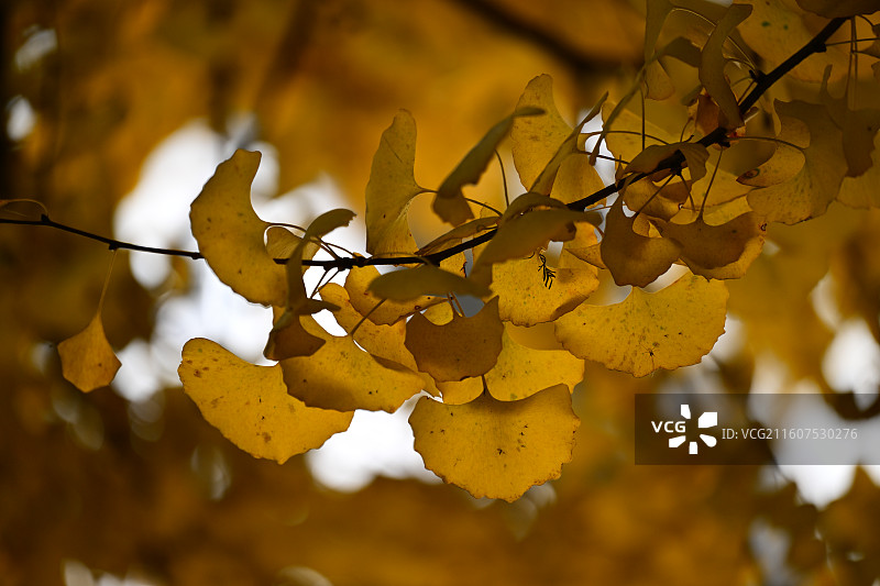 安靖蜀绣公园，银杏图片素材