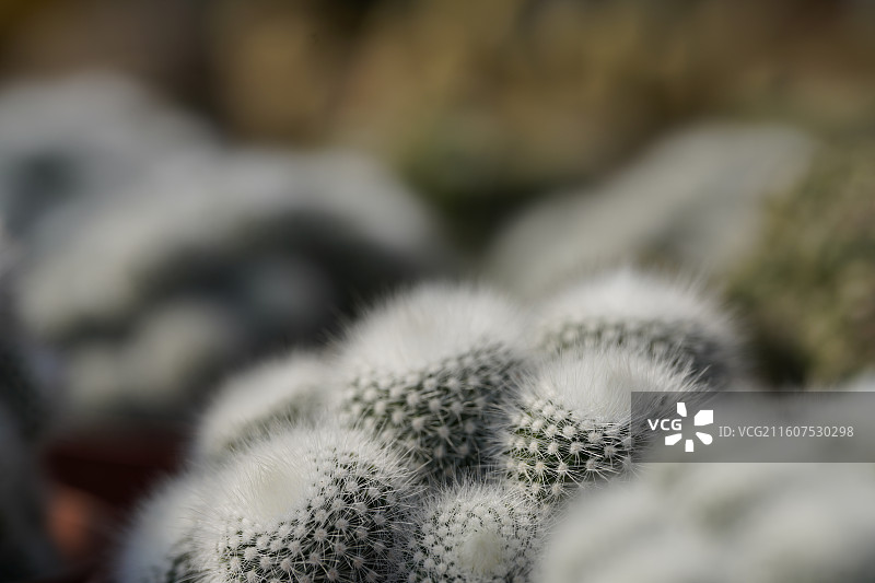 金晃丸仙人掌锦绣玉属图片素材