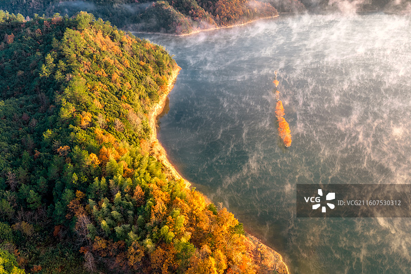 光耀红杉林图片素材