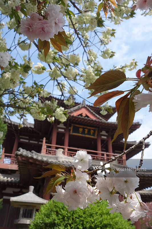 陕西省西安市青龙寺赏樱赏花：云峰阁郁金樱花图片素材