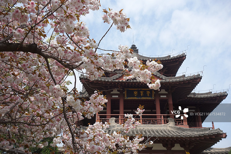 陕西省西安市青龙寺赏樱赏花：云峰阁普贤象樱花图片素材