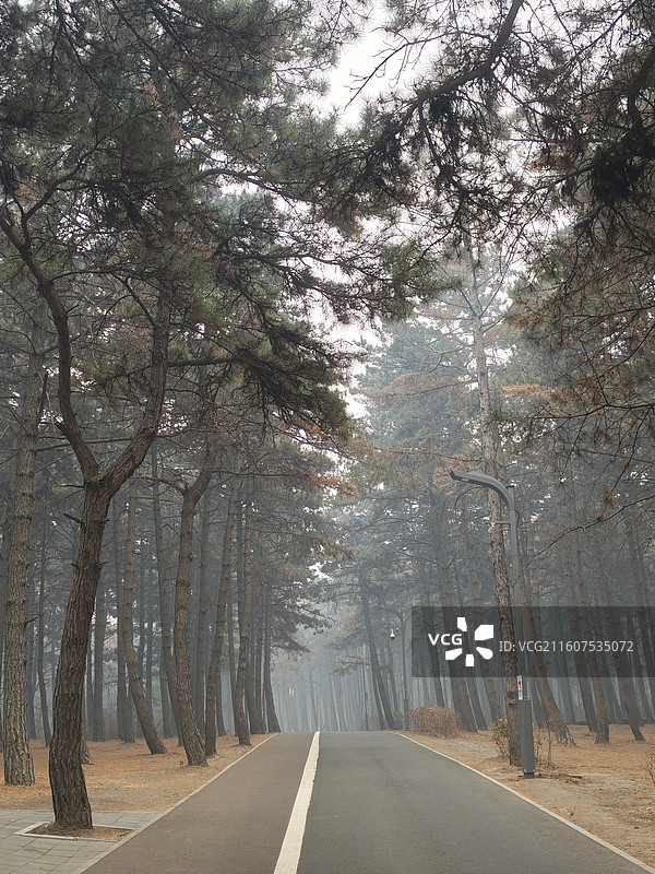 吉林长春净月潭国家森林公园黑松林图片素材