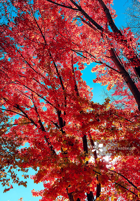 拉萨秋天风景图片素材