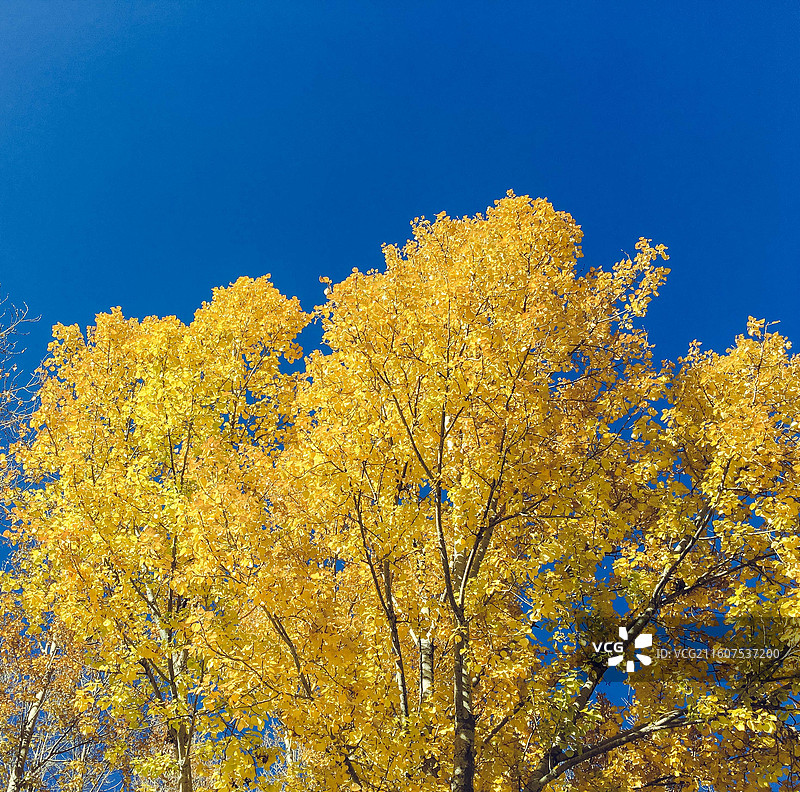 拉萨秋天风景图片素材