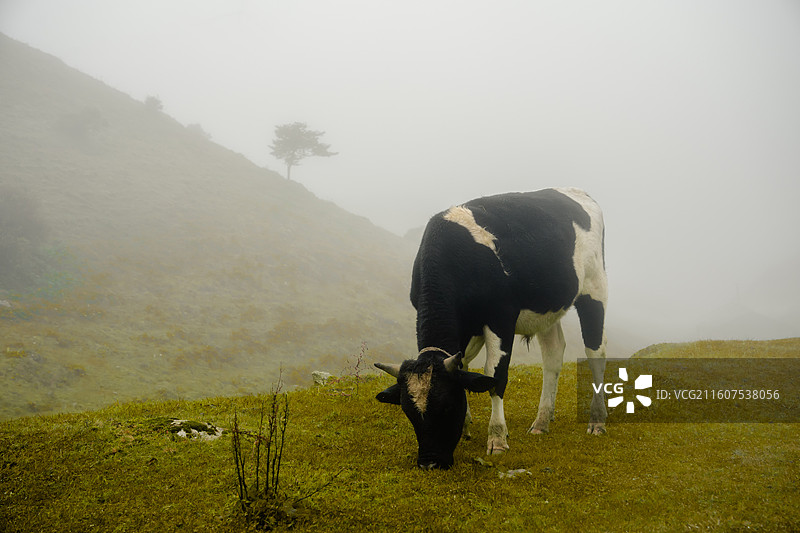 南山牧场 湖南邵阳城步苗族自治县南山牧场 南方的呼伦贝尔图片素材