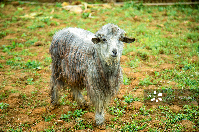 可爱的山羊图片素材