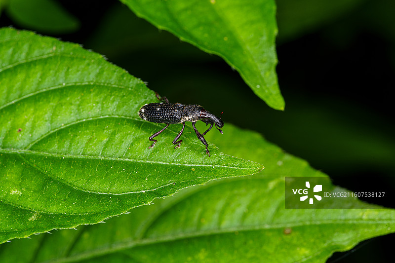 绿叶上的象鼻虫特写图片素材