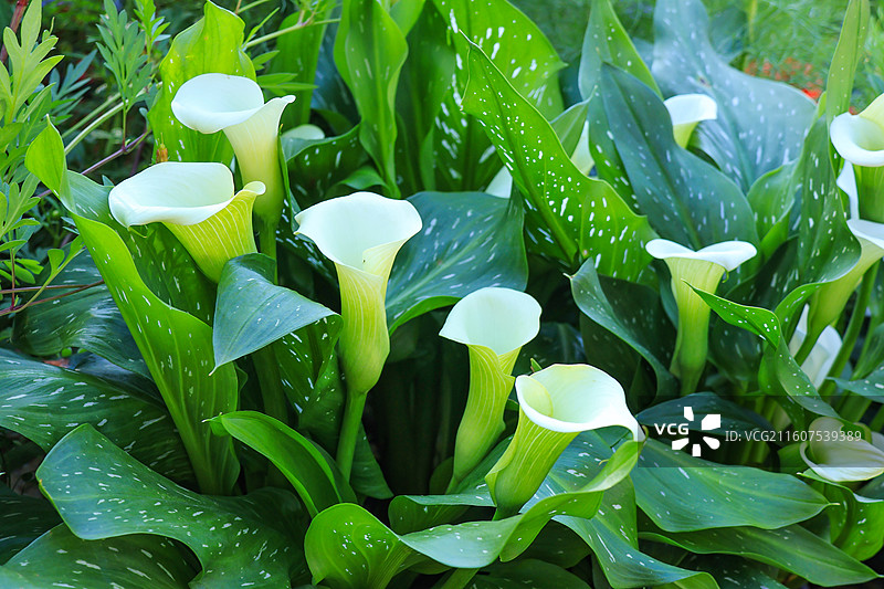 马蹄莲特写图片素材