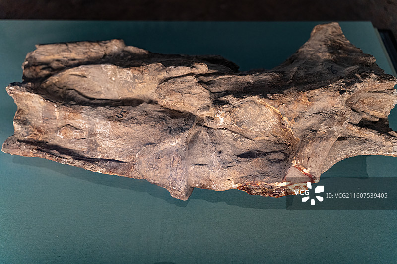 四川成都自然博物馆藏许氏禄丰龙头骨图片素材