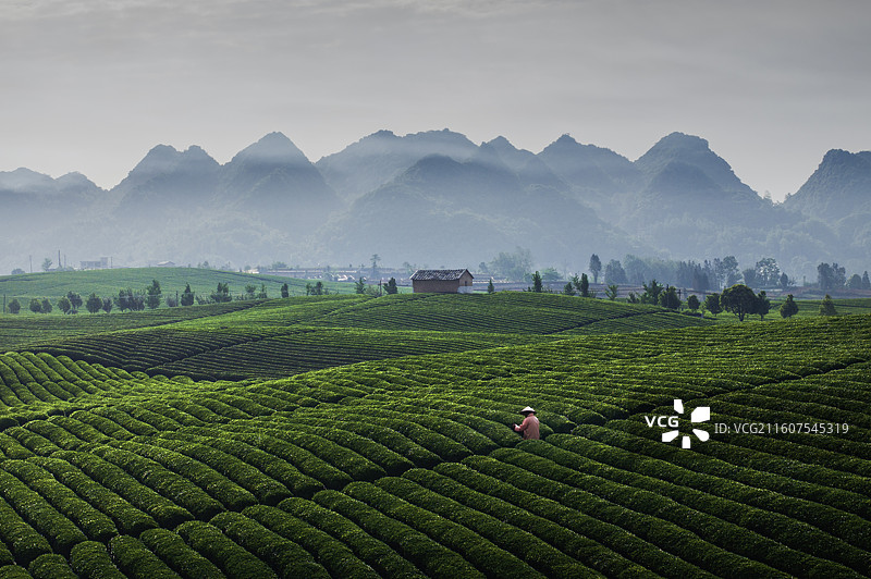 十二茅坡茶园图片素材