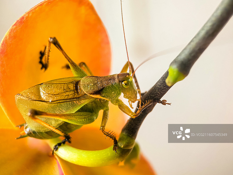 《橙光里的跃动》      橙瓣暖光裹住秋虫，脉络与刚毛在微距里醒着，每寸肌理都跳着微观世界的鲜活。图片素材
