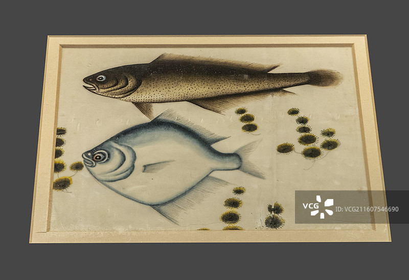 辽宁省沈阳博物馆“清代外销艺术品展”：鱼图通草画【清，中国（海南）南海博物馆藏】图片素材